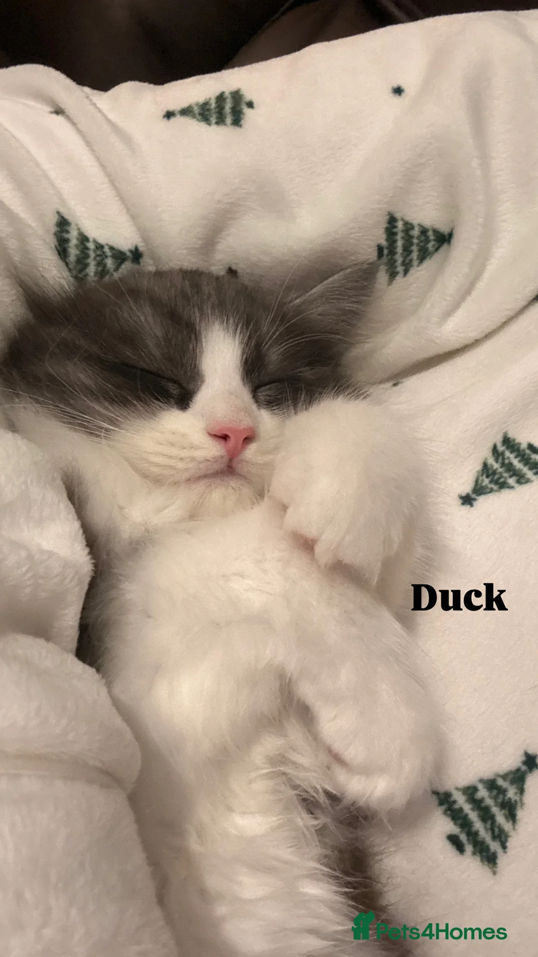 Ragdoll cats for sale: Ragdoll cross kittens | 3 Female | 1 Male - Advert 6