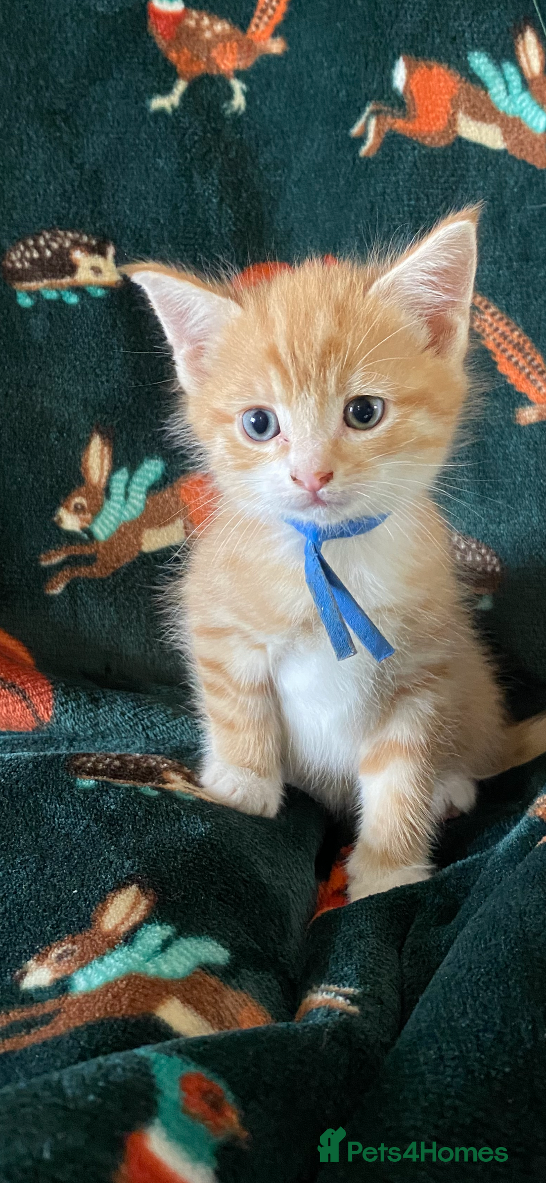 Maine Coon cats for sale: Maine Coon, BSH moggy mix - Advert 5