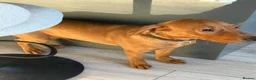 Labrador Retriever dogs for sale: 6 Month KC Registered Fox Red Working Labrador in Chelmsford - Advert 4