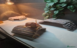 Bearded Dragon reptiles for sale: Red leatherback hypo bearded dragon and vivariums  - Image 4