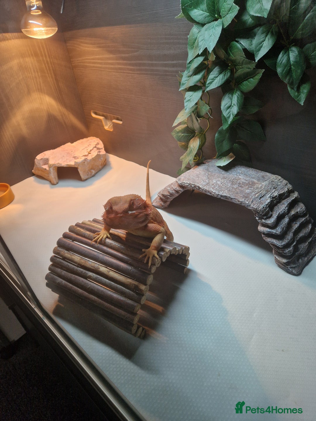 Bearded Dragon reptiles for sale: Red leatherback hypo bearded dragon and vivariums  - Image 4