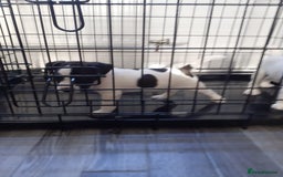 Mixed Breed dogs for sale: 💖 Double trouble 2 gorgeous jack Russell boys 💖 - Advert 3