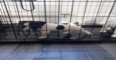 Mixed Breed dogs 💖 Double trouble 2 gorgeous jack Russell boys 💖 - Advert 13