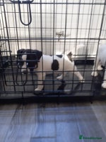 Mixed Breed dogs 💖 Double trouble 2 gorgeous jack Russell boys 💖 - Advert 1