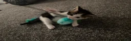 Mixed Breed cats for sale: Kitten looking to be homed  - Advert 2