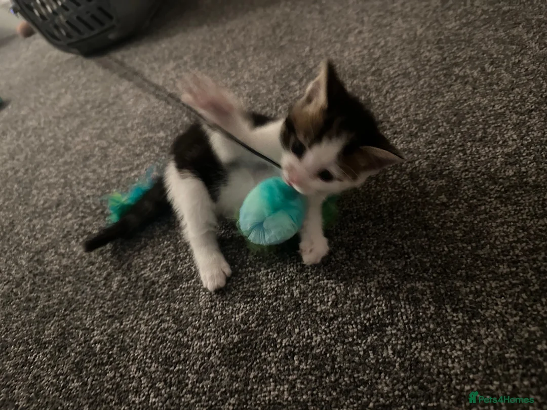 Mixed Breed cats for sale: Kitten looking to be homed  - Advert 2