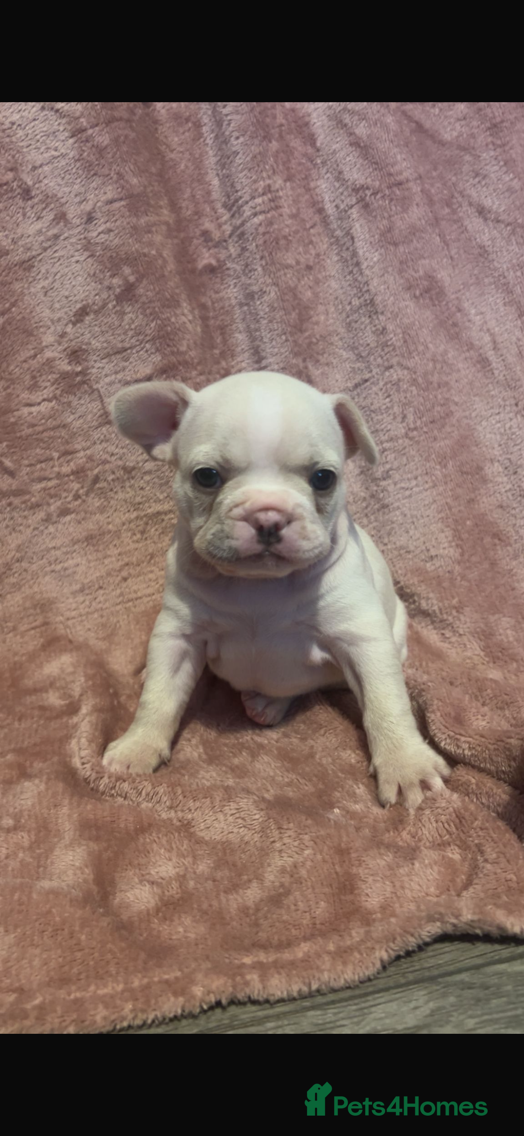 French Bulldog dogs for sale: last girl ready to leave now 🐾⚡️ - Advert 26