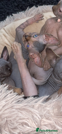 Sphynx cats - Advert 2