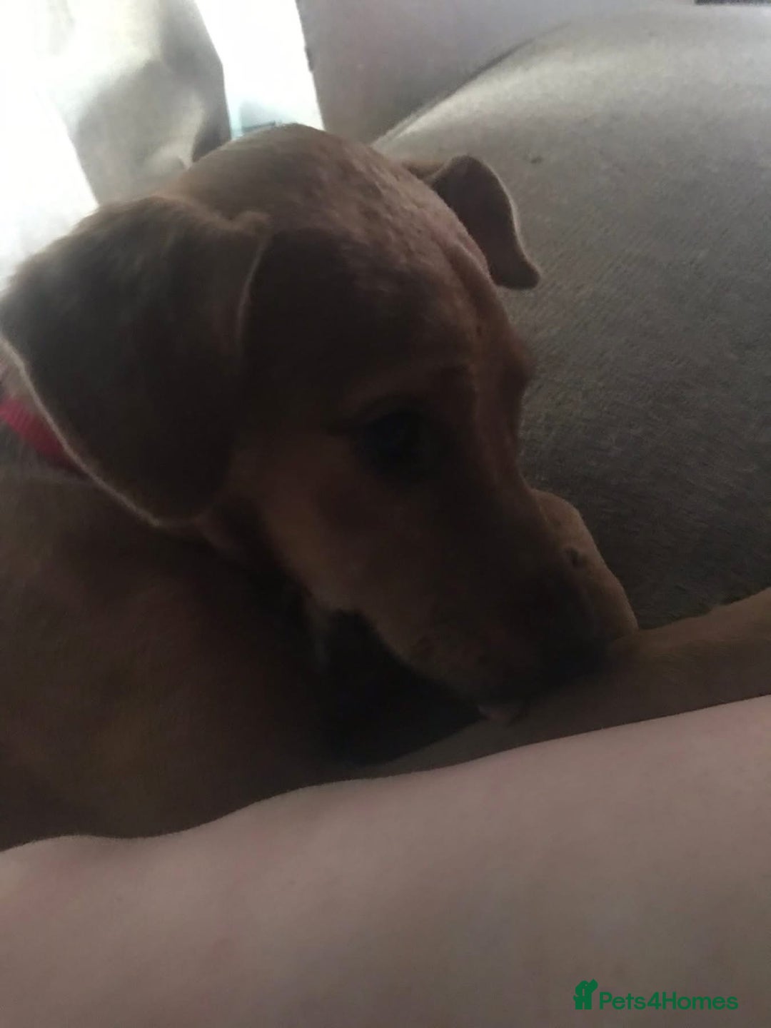 Mixed Breed dogs for sale: Alfie - Advert 18