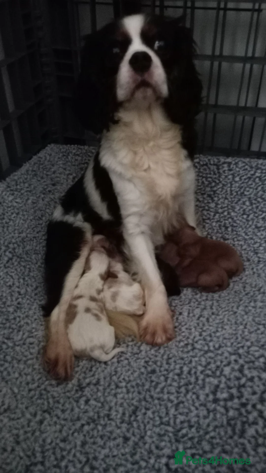 Cavalier King Charles Spaniel dogs for sale: KC health tested Cavalier king Charles spaniel,s - Advert 2