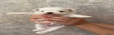 Maltese 3