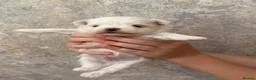 Maltese dogs for sale: One Beautiful Korean Maltese boy left for sale 🐾  - Advert 20