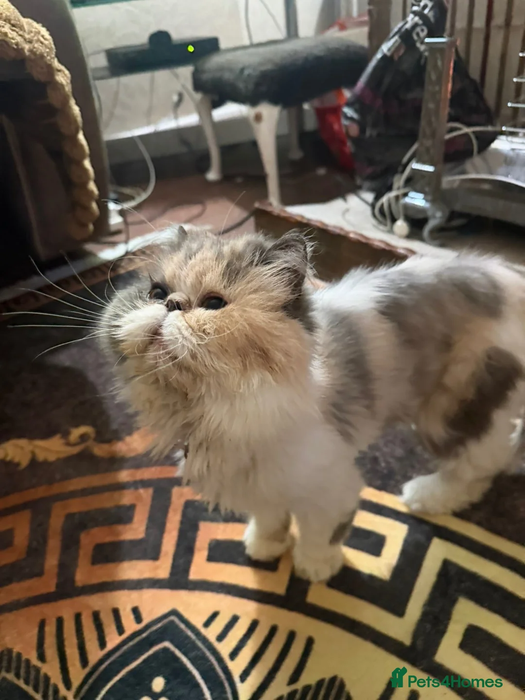 Persian cats for sale: Persian girl  in Bradford - Advert 2