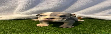 SAFFHIRE