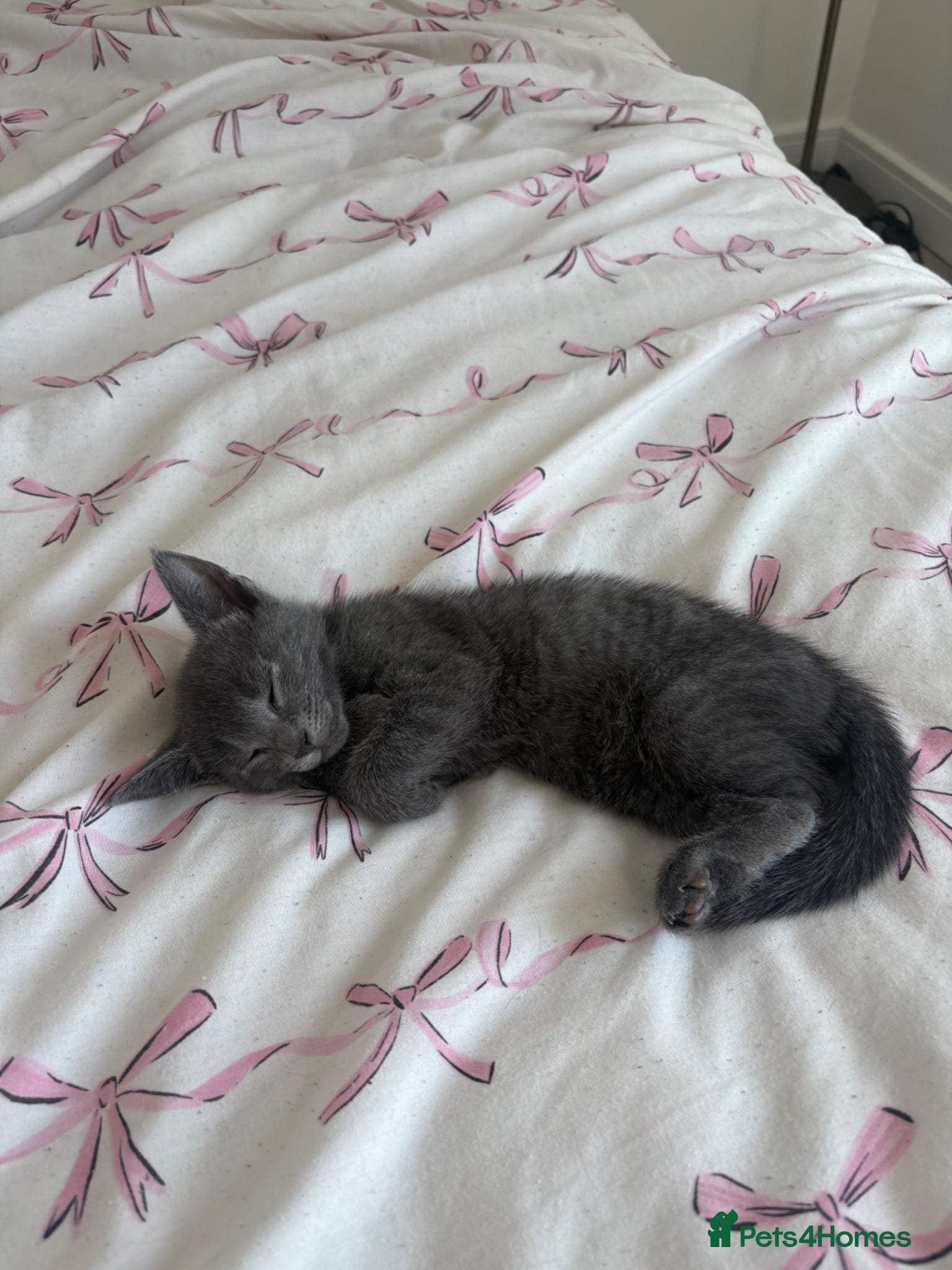 British Shorthair cats for sale: Male grey British short hair - Advert 2