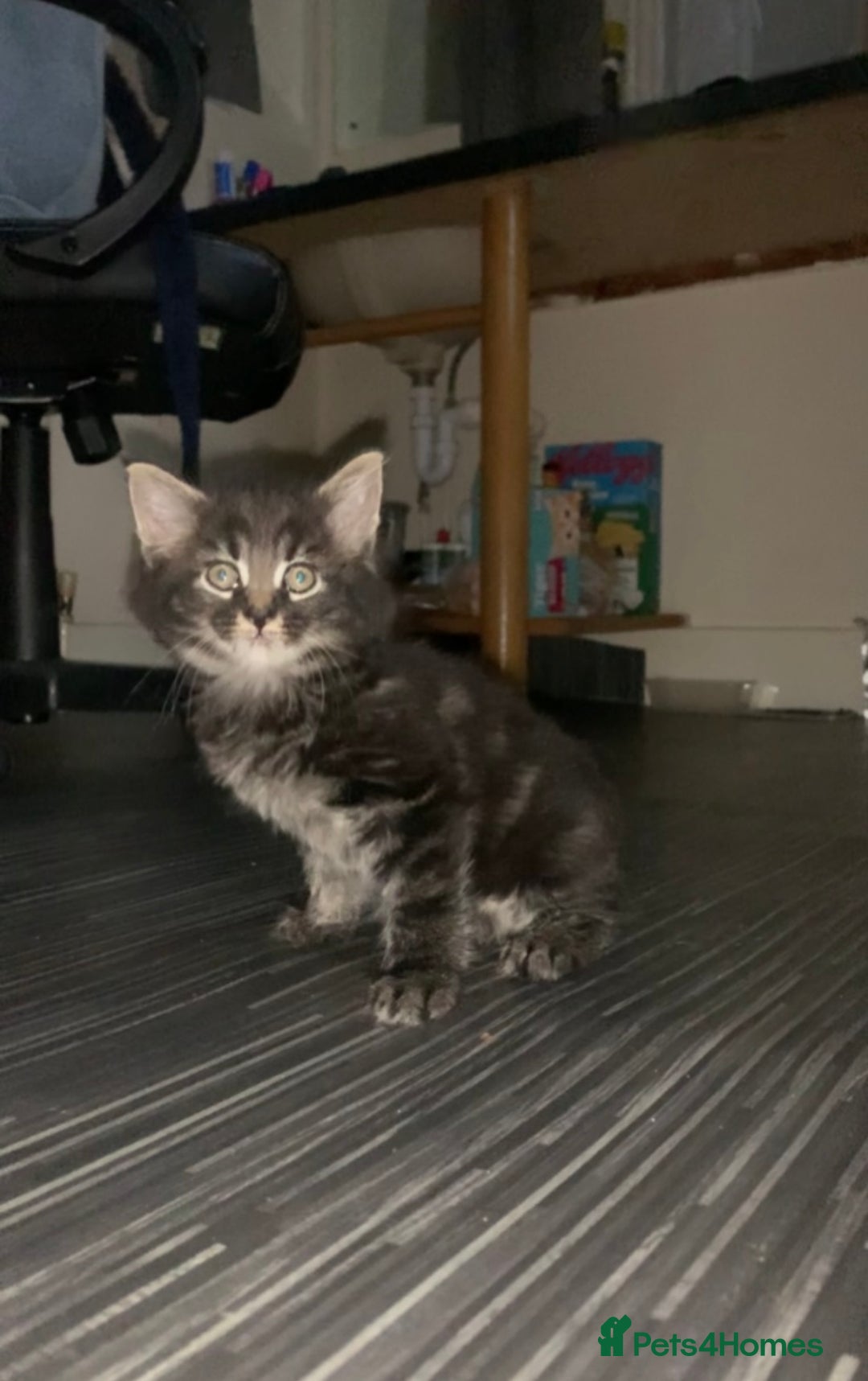 Maine Coon cats for sale: Stunning maincoon  - Image 6