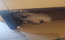 Ragdoll cats for sale: *READY TO LEAVE*beautiful Ragdoll babies for sale  - Image 14
