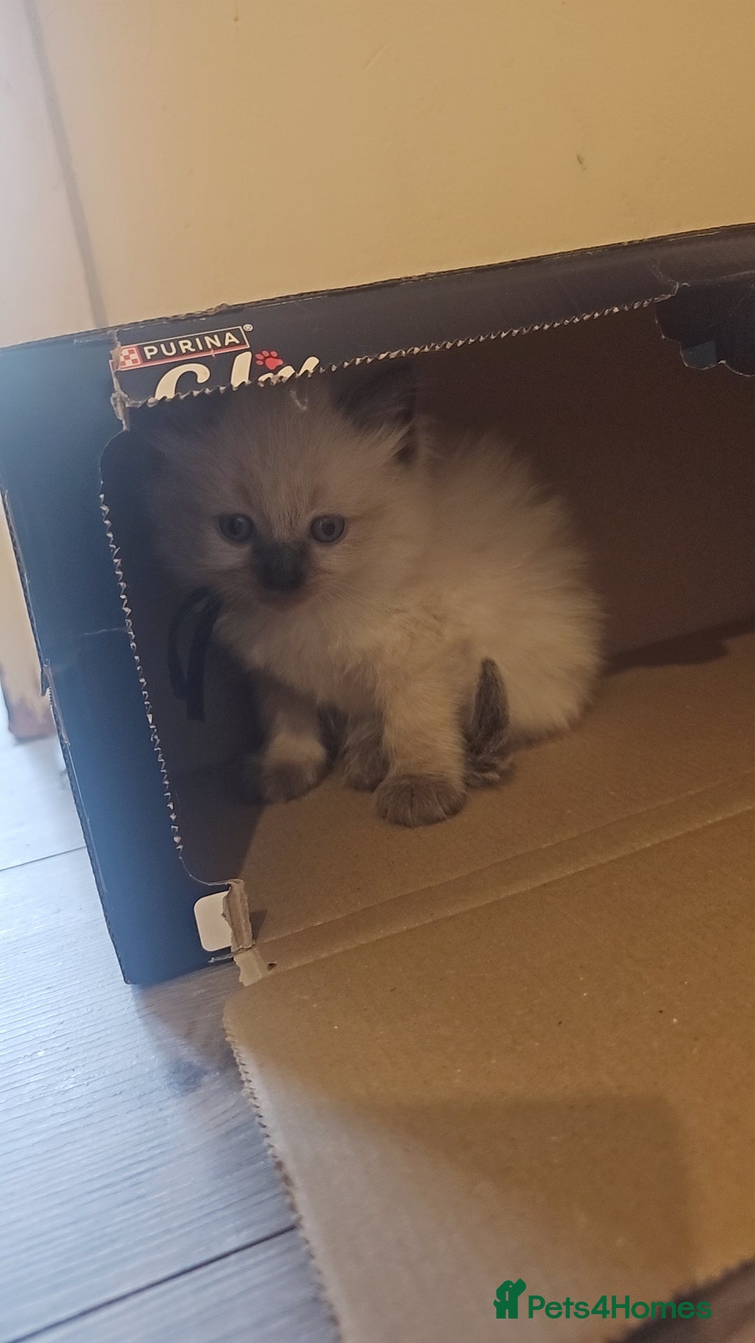 Ragdoll cats for sale: *READY TO LEAVE*beautiful Ragdoll babies for sale  - Image 14