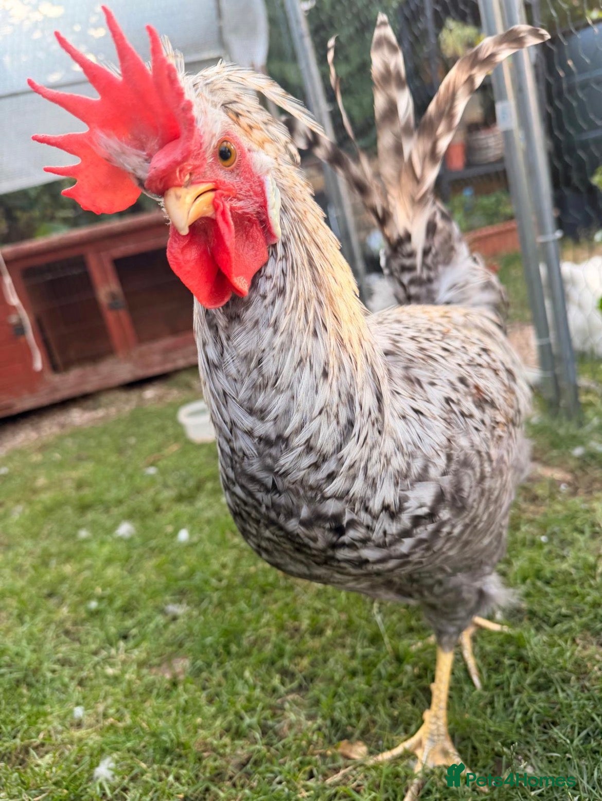 Chickens poultry Cream legbar cockerel  - Advert 12