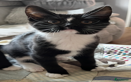 Mixed Breed cats for sale: 6 months old kitten  - Advert 3