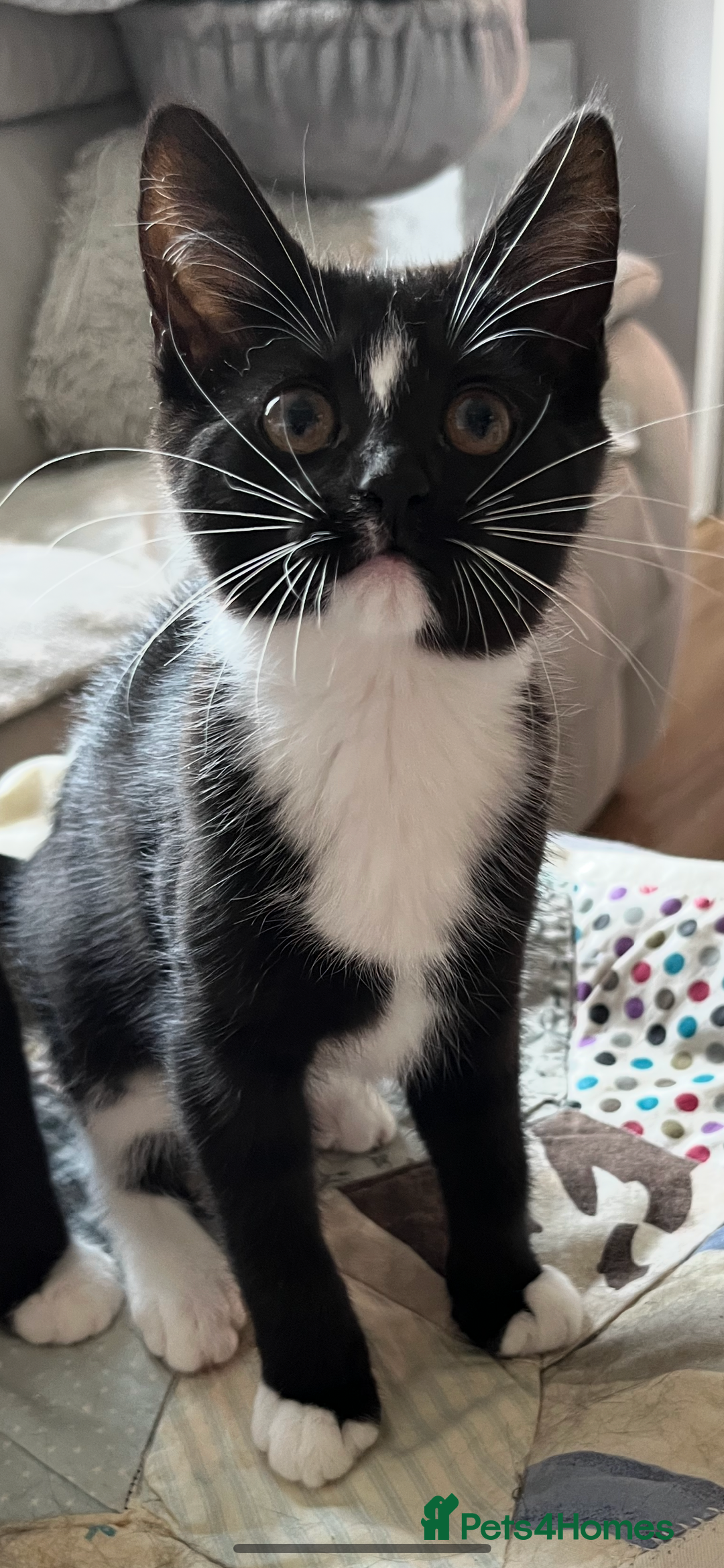 Mixed Breed cats for sale: 6 months old kitten  - Advert 3