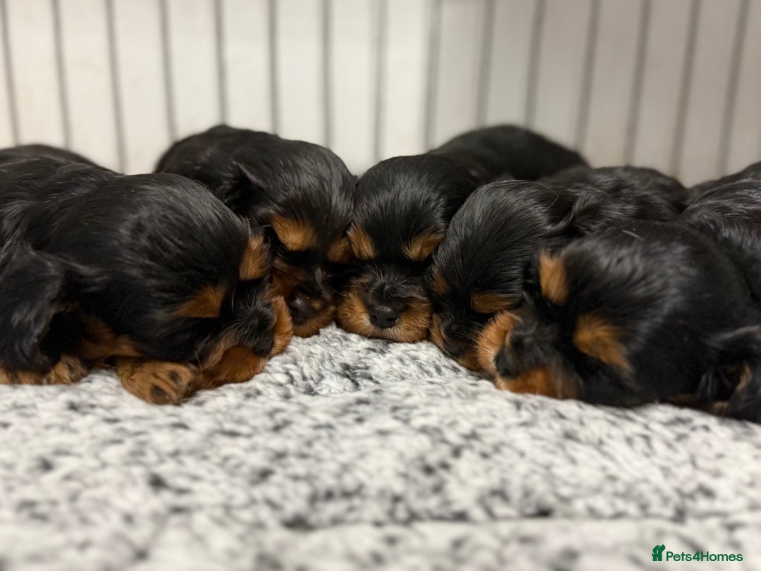 Cavalier King Charles Spaniel dogs for sale: KC REGISTERED GORGEOUS BLACK & TAN PUPPYS  - Image 3