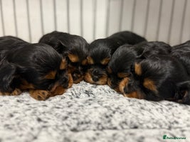 Cavalier King Charles Spaniel dogs - Advert 3