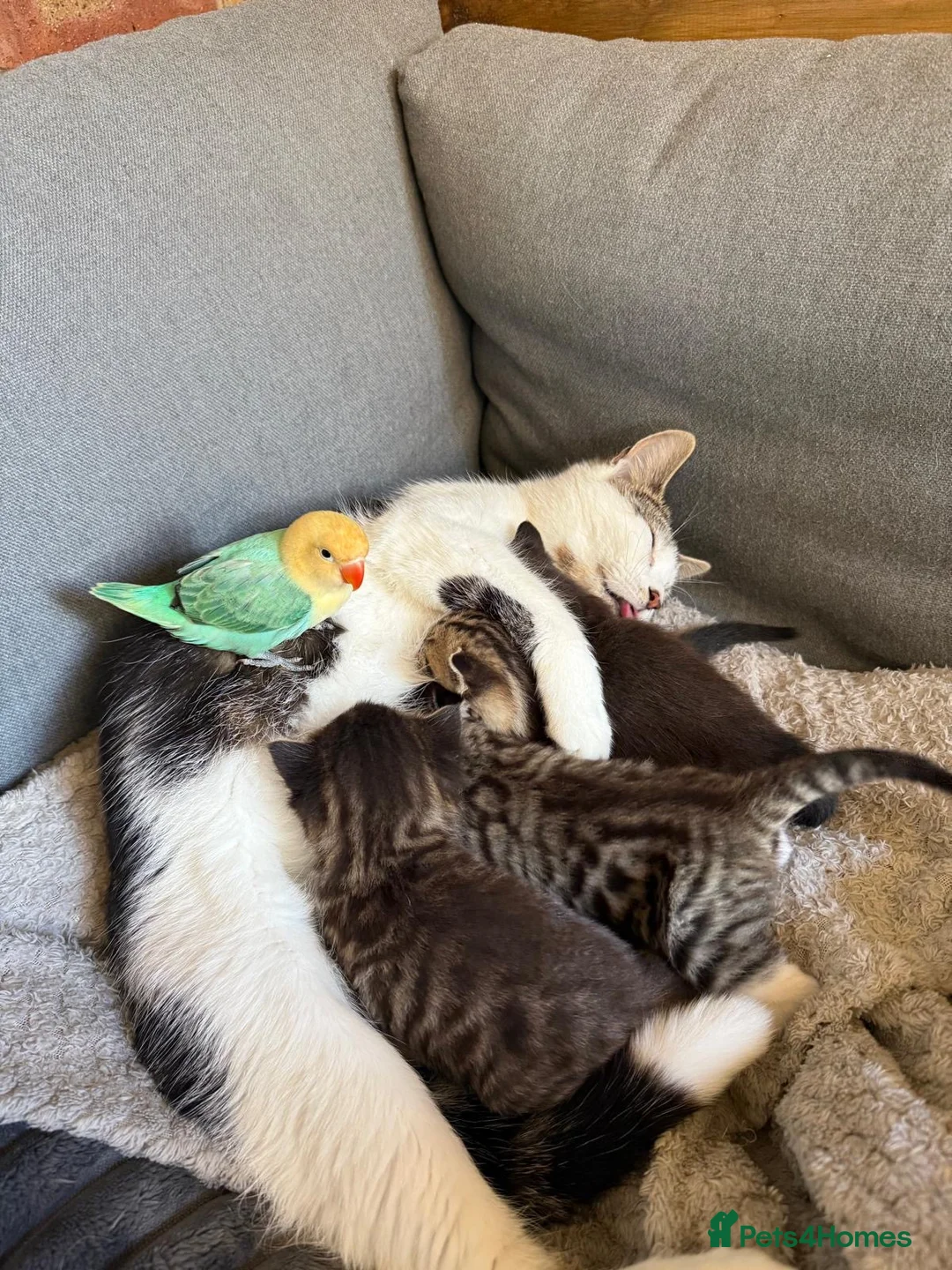 Mixed Breed cats for sale: Friendly kittens  - Advert 14