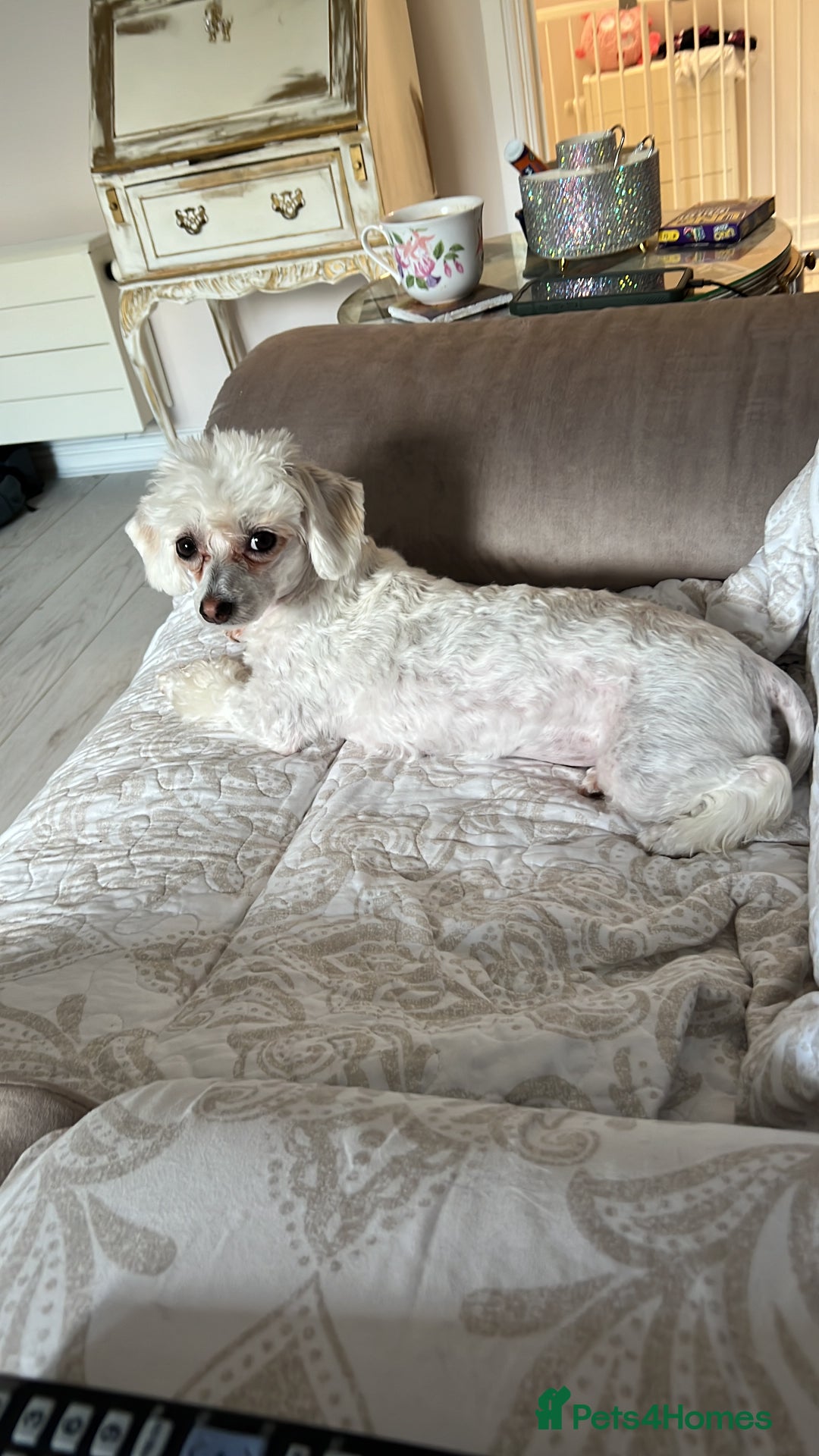 Maltipoo dogs for sale: Extra Special Maltipoo Highly Trained  - Image 2