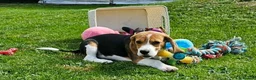 Beagle dogs for sale: Stunning Male Blanket Tri Beagle Puppy - Ready Now - Advert 9