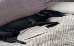 Mixed Breed dogs for sale: Peggy looking for her forever home  - Advert 4