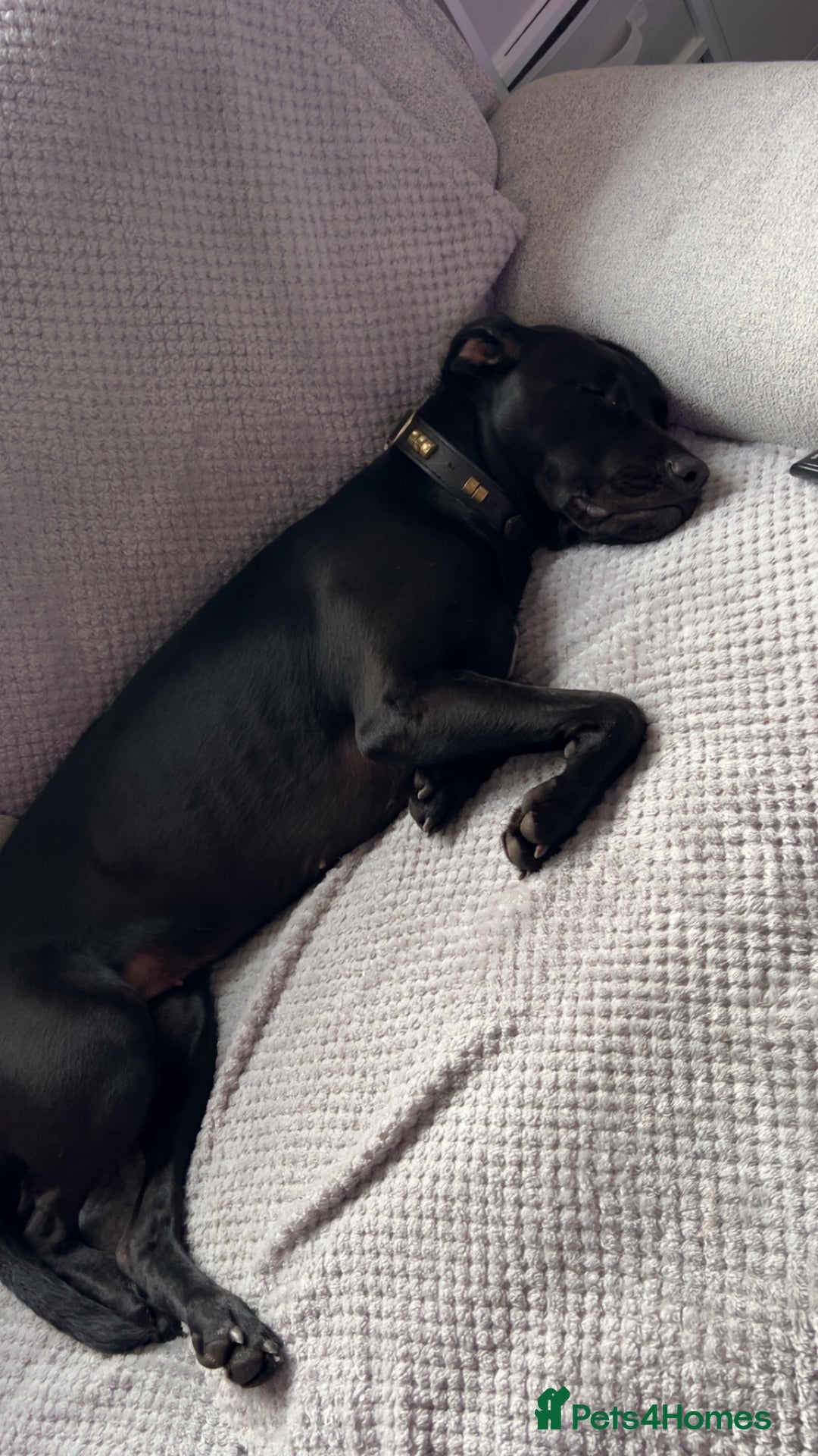 Mixed Breed dogs for sale: Peggy looking for her forever home  - Advert 4