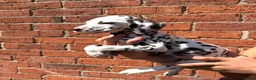 Dalmatian dogs for sale: ++Baer tested last male ready to leave  - Advert 8