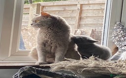British Shorthair cats for sale: Beautiful litter of British blues  - Image 12