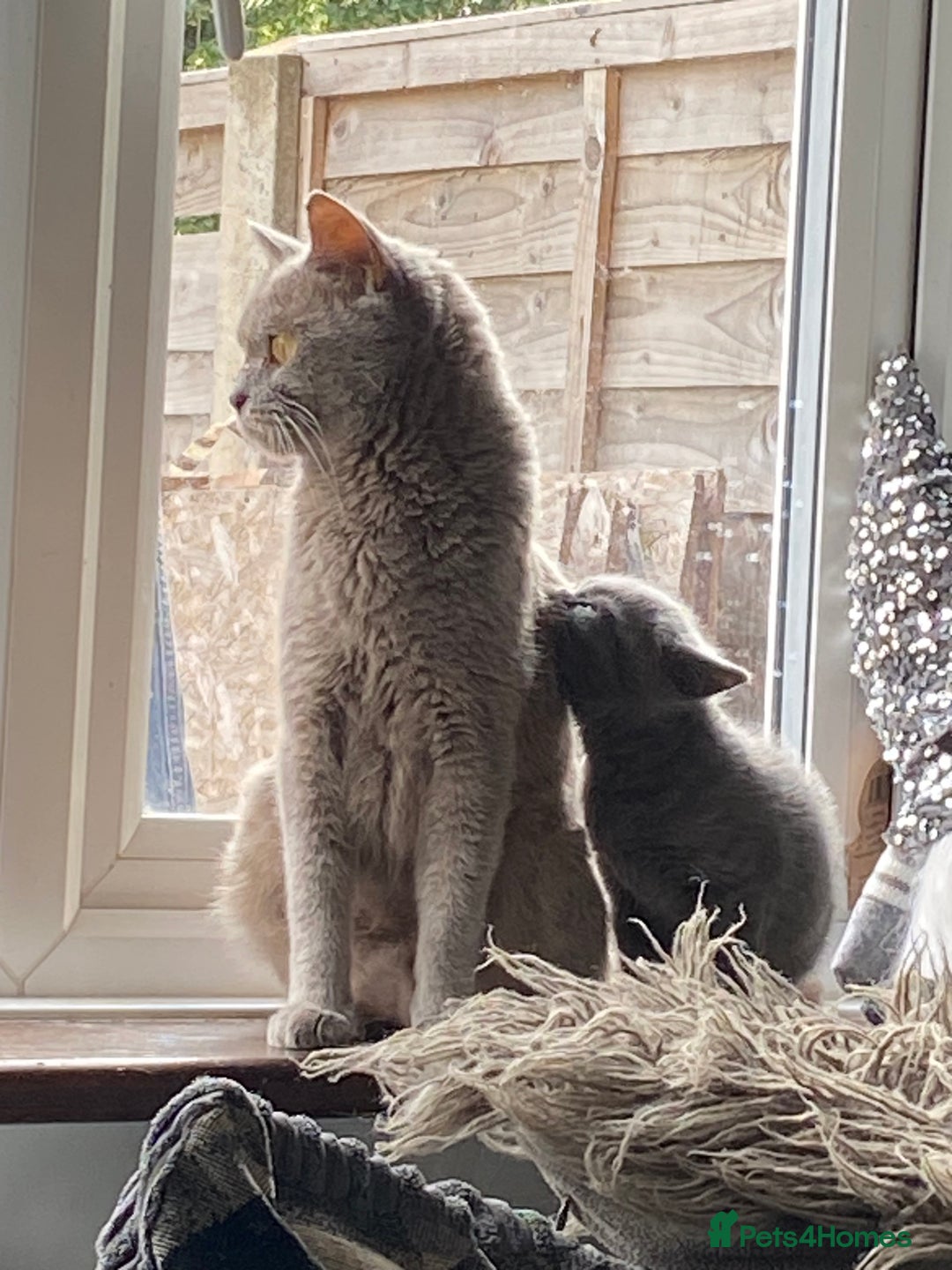 British Shorthair cats for sale: Beautiful litter of British blues  - Image 12