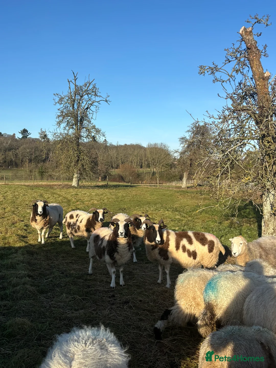 Sheep livestock for sale: In lamb Jacob’s  - Advert 6