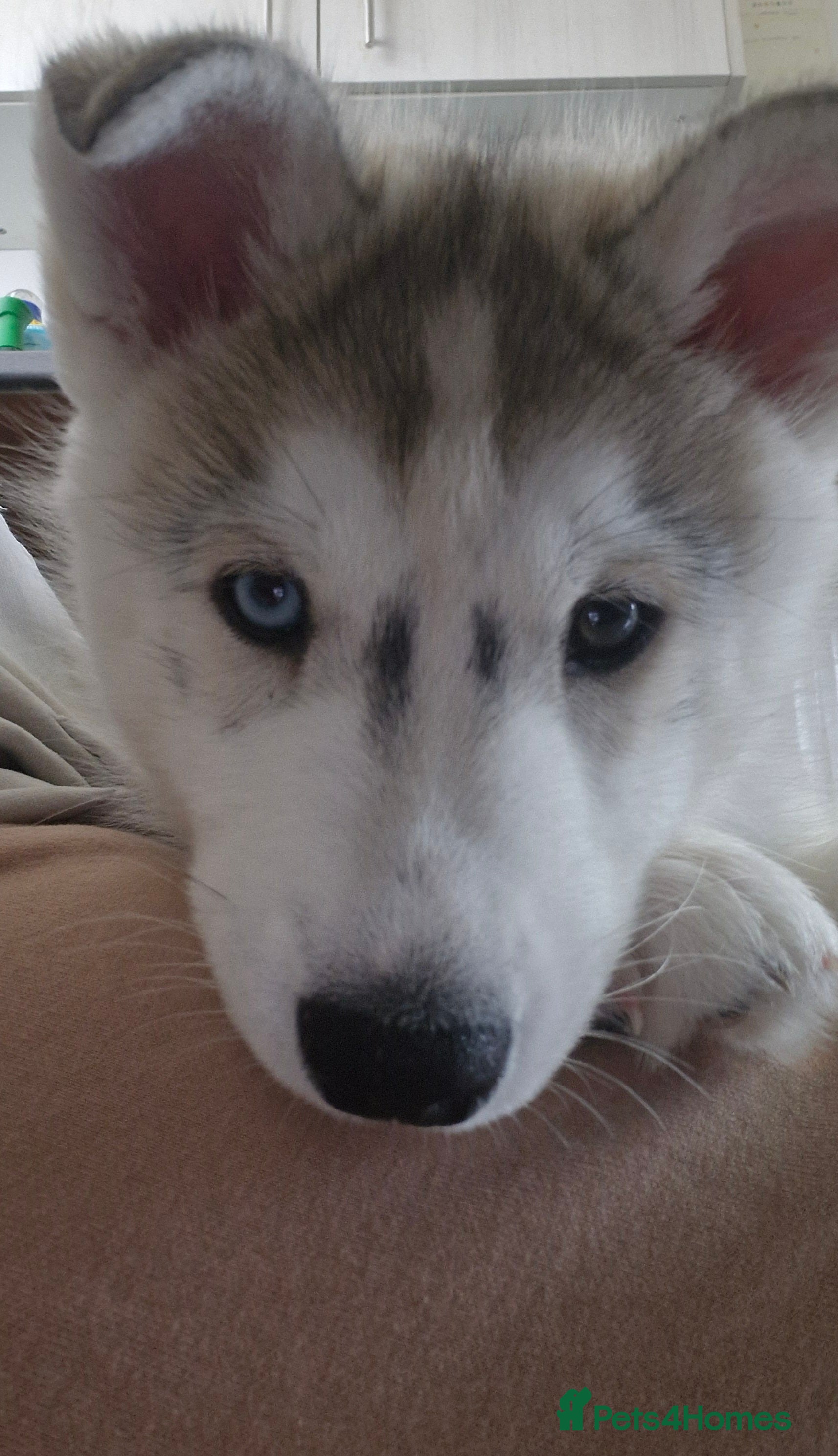 Siberian Husky dogs ​🐺 last chunky husky boy - READY TODAY! 🐺  - Advert 9