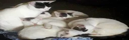Siamese cats for sale: 5 beautiful kittens  - Advert 1