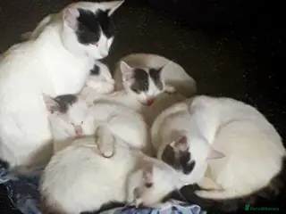 Siamese cats 5 beautiful kittens - Advert 1