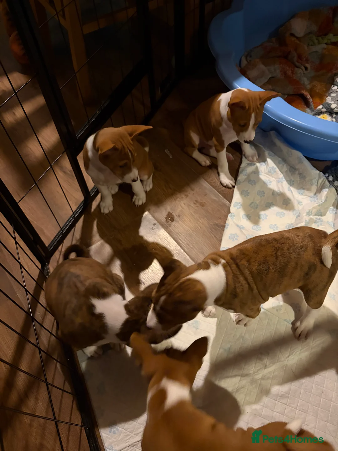 Basenji dogs for sale: 4 remaining basenji puppies left pure basenji  - Advert 6