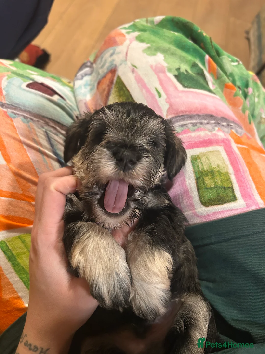 Miniature Schnauzer dogs for sale: Pedigree Miniature Schnauzers in Nottingham - Advert 10