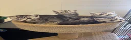 British Shorthair cats for sale: Pedigree British shorthair  - Advert 3
