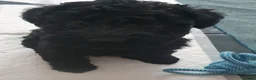 Kerry Blue Terrier dogs for sale: Kerry blue terrier puppies - Advert 22