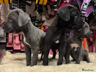 Cane Corso dogs 3 beautiful, champion blood line cane corsos - Advert 12