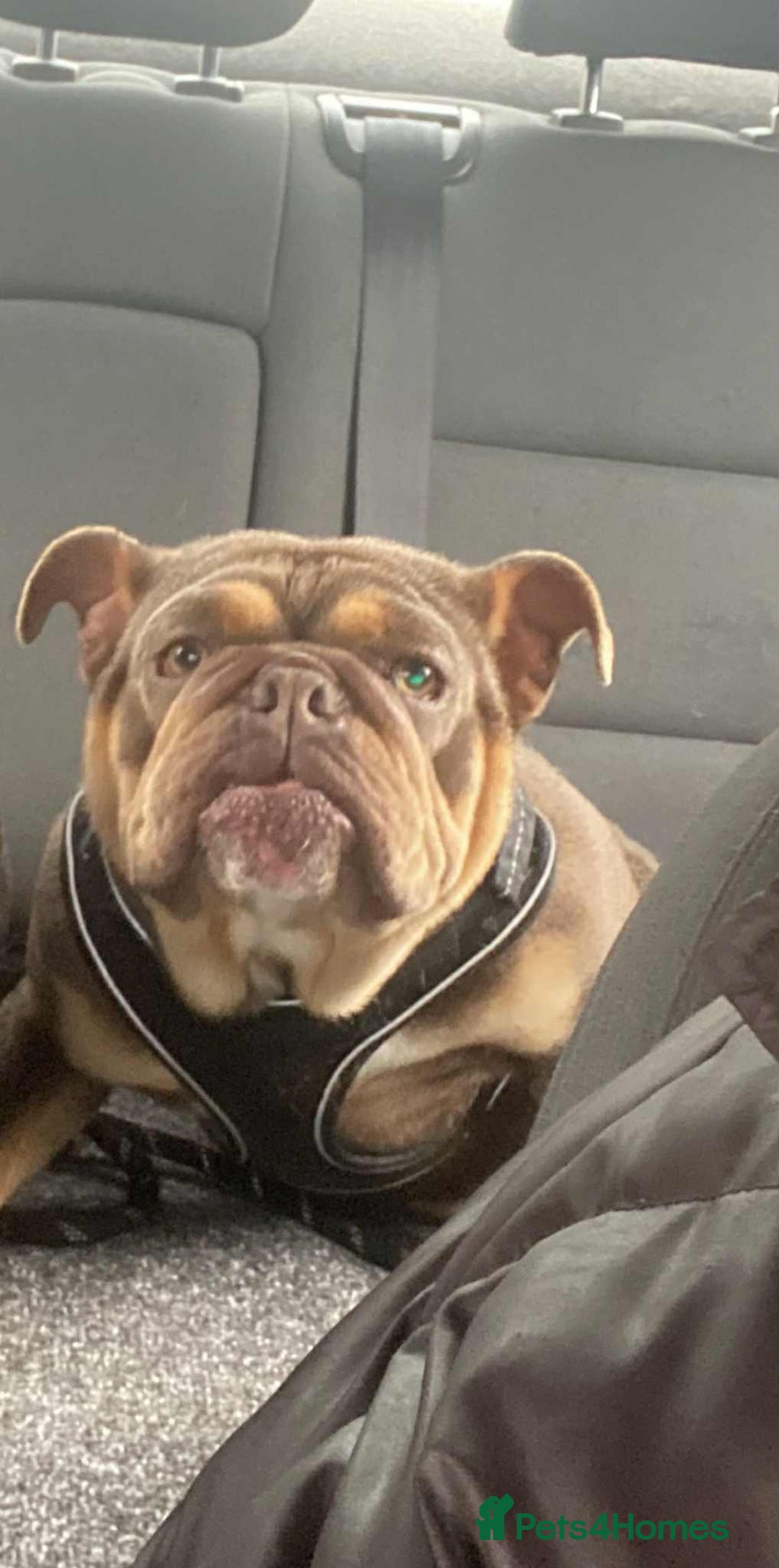 English Bulldog dogs for sale: Beautiful English bulldog - Image 10