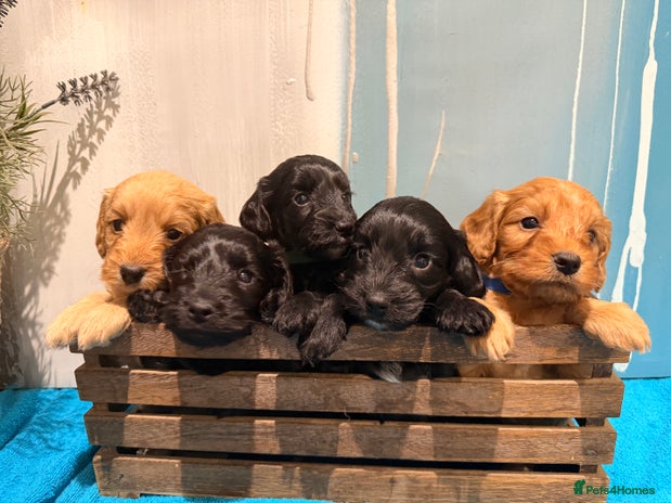 Cockapoo dogs - Advert 4