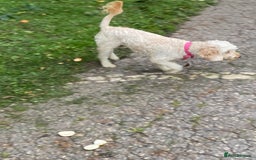 Cockapoo dogs for sale: Cockapoo - Image 3