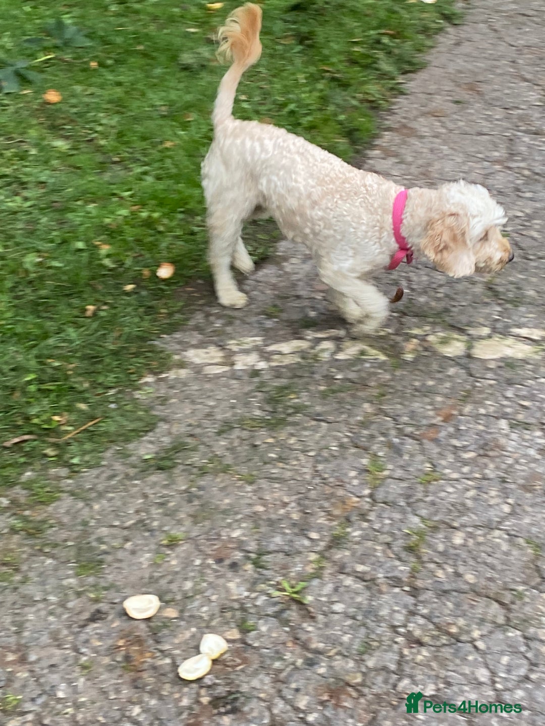 Cockapoo dogs for sale: Cockapoo - Image 3