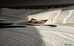 British Shorthair cats for sale: British Shorthair kittens  - Image 21