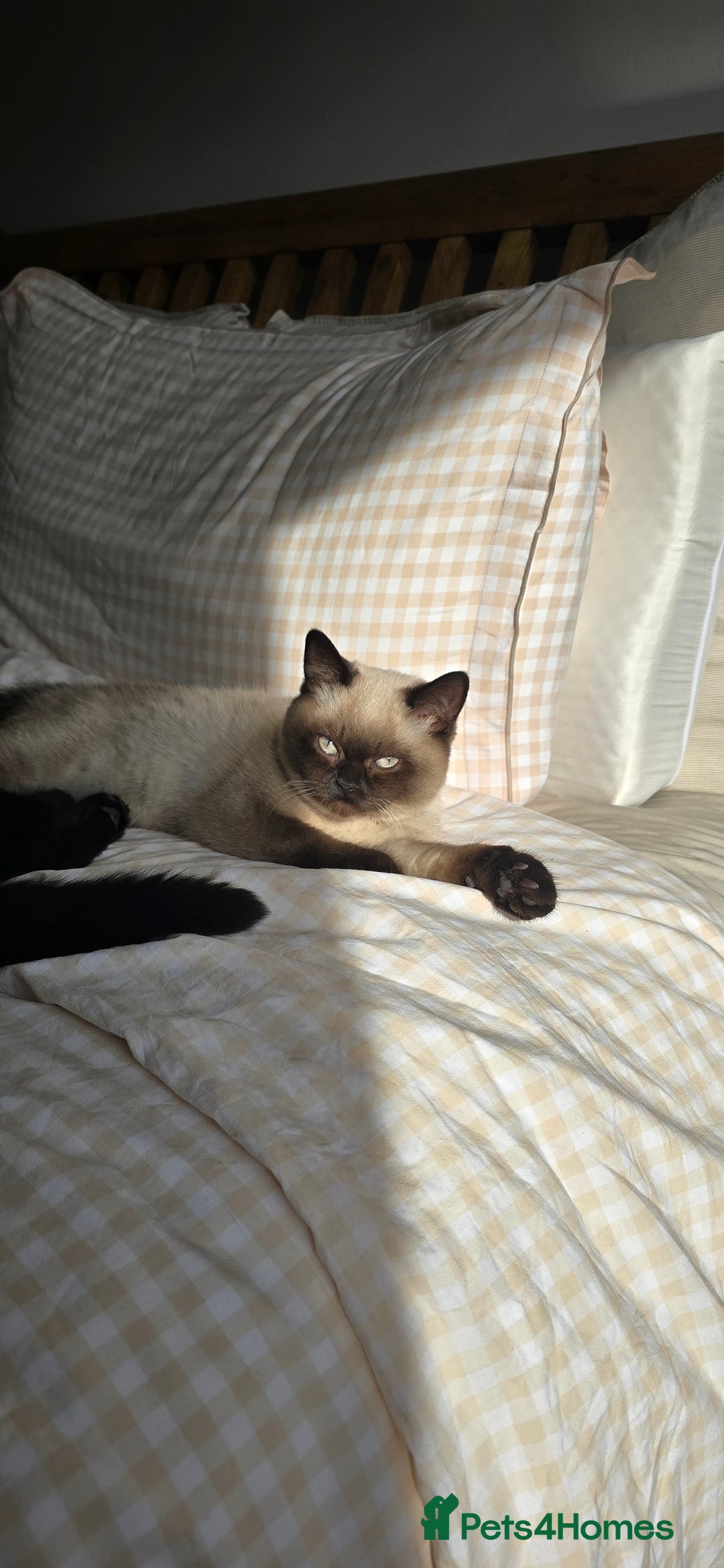 British Shorthair cats for sale: British Shorthair kittens  - Image 21